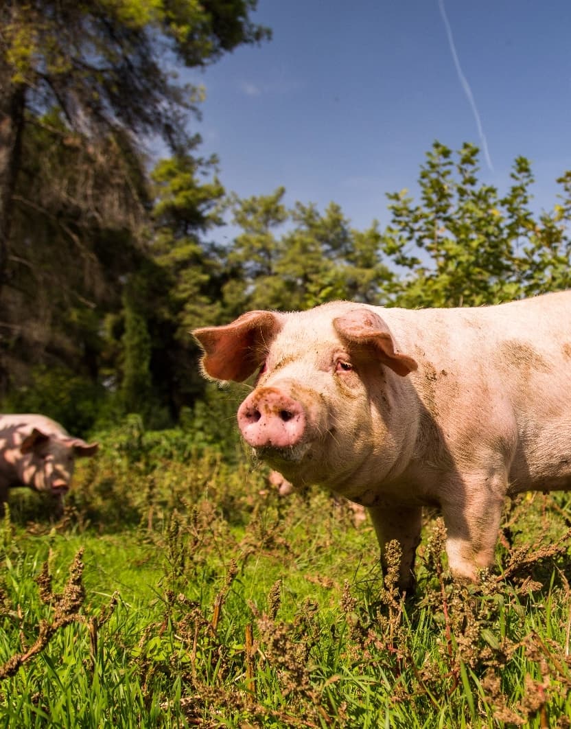 Read about Χοιρινό