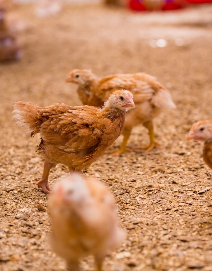 Read about Πουλερικά