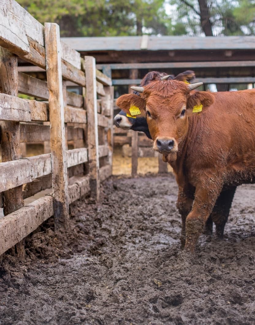 Read about Βοοειδή