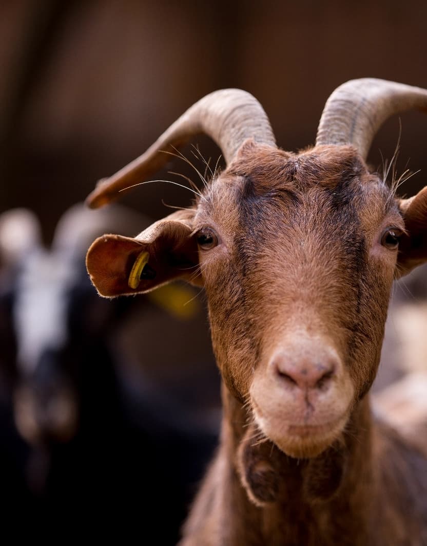 Read about Αμνοερίφια